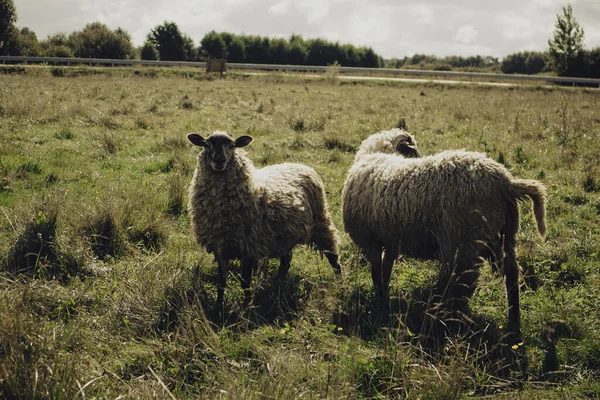 Mignon Pâturage Des Moutons Dans Champ Pendant Journée — Photo