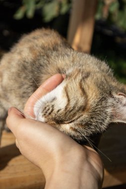 Kişi kedinin başını okşar. Komik kedi surat.