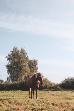 Güzel kahverengi at bir yaz günü tarlada otluyor.. 