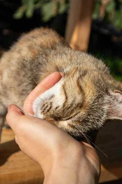 The person caresses the cat\'s head. Funny cat face