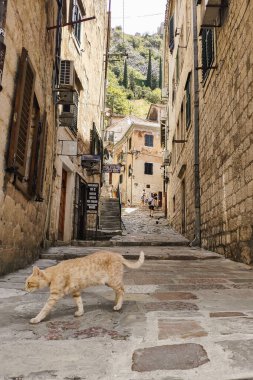 Karadağ 'ın eski Kotor kasabasında üzerinde bir kedinin yürüdüğü güzel, dar bir taş sokak.