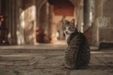 Gri, güzel bir kedi sırt çantasında palmiyelerle yerde oturuyor ve Kıbrıs Rum Kesimi 'nin Larnaka kentindeki kameraya bakıyor.. 