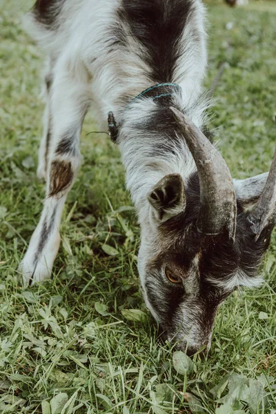 Uma Pequena Cabra Está Pastando Perto Velha Casa Aldeia — Fotografia de Stock