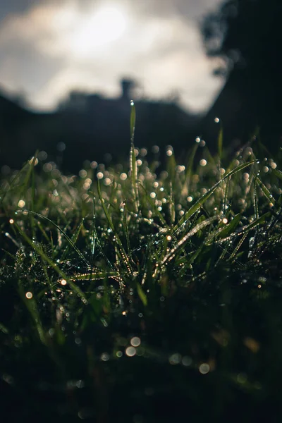 Regendruppels Het Gras Een Zonnige Ochtend — Stockfoto