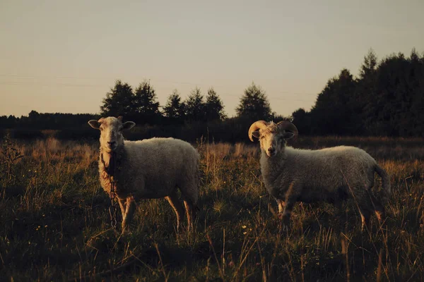 A cute couple of sheep and ram grazing in the field during sunset time