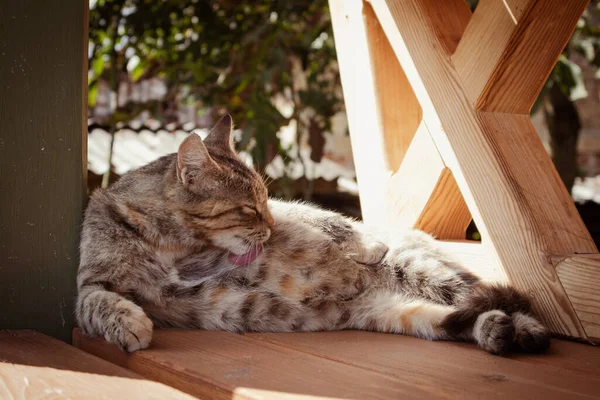 Egy Aranyos Anya Macska Nyalogatja Magát Egy Napsütéses Napon — Stock Fotó