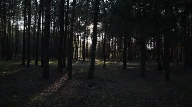 Ormandaki ağaçlar. Güneşli bir günde ağaçlarla yürüyorum.