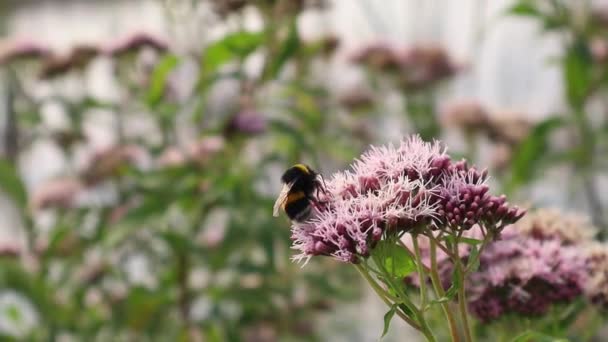 Bumblebee Está Recogiendo Néctar Las Flores — Vídeos de Stock