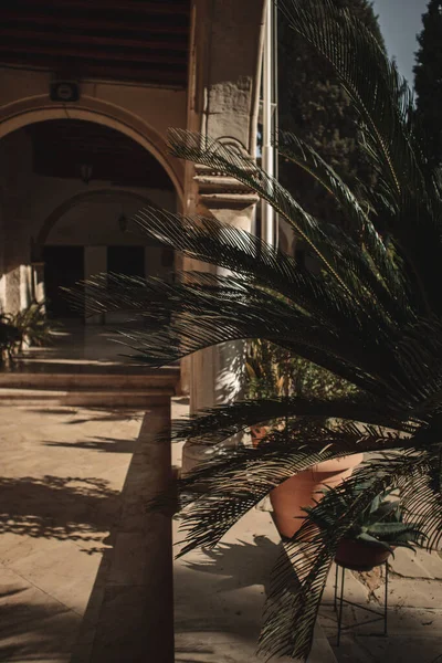 Silueta Palmy Blízkosti Krásného Oblouku Květinami Kostele Panagia Chrisopolitissa Larnaca — Stock fotografie