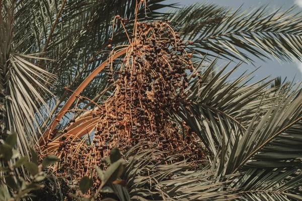 Datum Palm Med Mogna Frukter Larnaca Cypern — Stockfoto