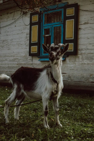 Pequeno Bode Com Chifres Está Perto Velha Casa Aldeia — Fotografia de Stock