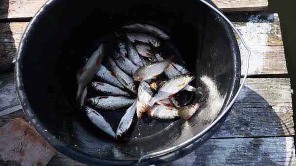 Small Catch Little Fish Basket Fishing Lake — Stock Video