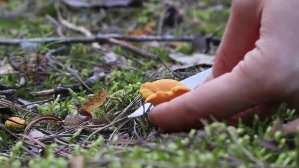 Ung Kvinna Skär Med Kniv Liten Ätbar Cantharellus Svamp Mossan — Stockvideo