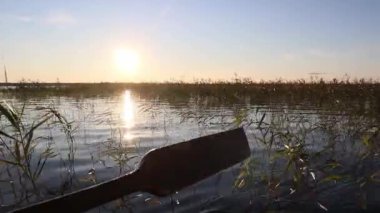 Yaz günü gün batımında su bitkileriyle gölde kayıkla gezmek. Gölde eski tahta kürek gezisi
