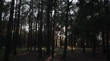 Ormandaki ağaçlar. Güneşli bir günde ağaçlarla yürüyorum.