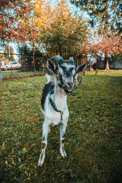 Una Capretta Con Corna Piedi Vicino Alla Vecchia Casa Nel — Foto Stock