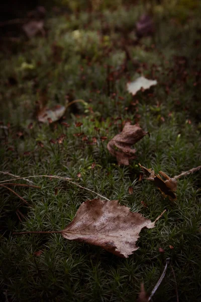 Dry Leaves Lying Moss — 图库照片