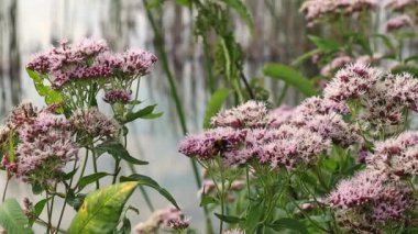 Bumblebee çiçeklerden nektar topluyor..