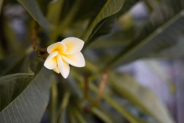 Piękny Tropikalny Żółty Kwiat Plumerii Wśród Zielonych Liści Cyprze — Zdjęcie stockowe