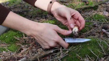 A young woman cutting with a knife a small edible boletus mushrooms in the moss in a sunny forest