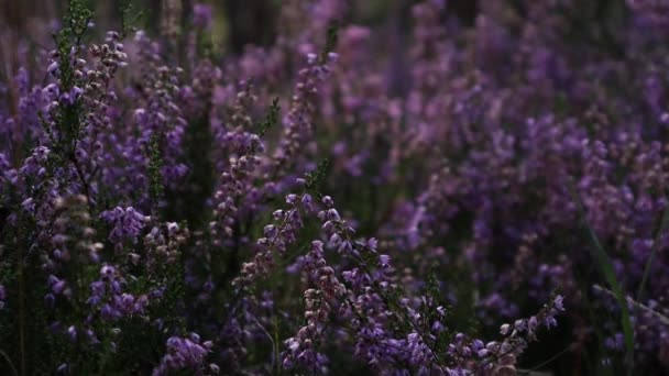 Close Heather Herb Forest — Stock Video