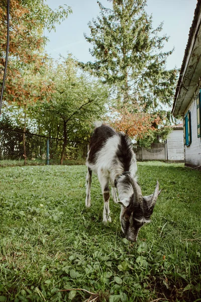 Uma Pequena Cabra Está Pastando Perto Velha Casa Aldeia — Fotografia de Stock