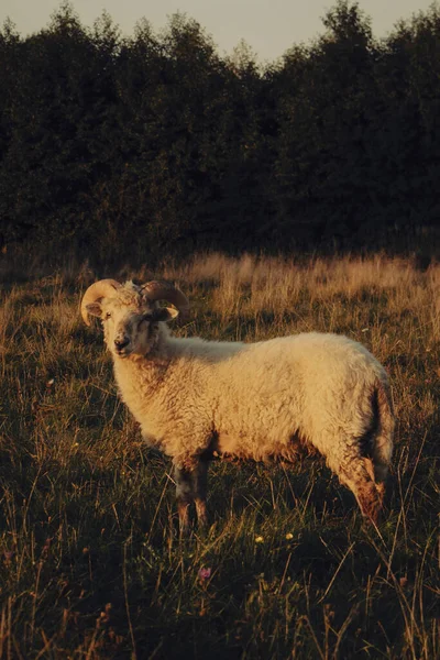 Cute Ram Horns Grazing Field Sunset Time — Stockfoto