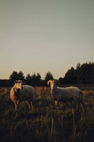 Casal Bonito Ovelhas Carneiros Pastando Campo Durante Pôr Sol — Fotografia de Stock