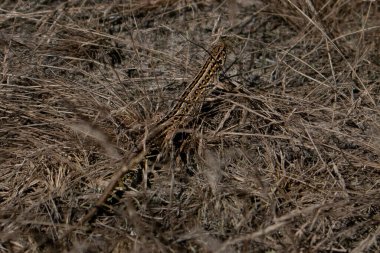 Küçük bir kertenkele saman çimenlerde saklanıyor.. 