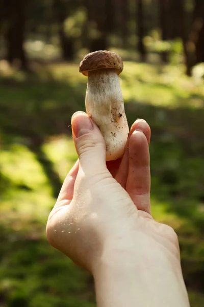 Woman holding in her hand a small edible boletus edulis mushroom in front of a pine forest