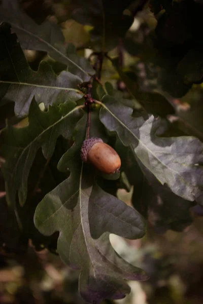 Ripe acorn on the oak tree.