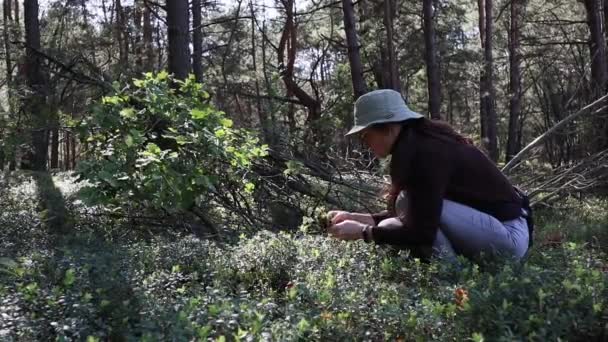 Young Woman Hat Collecting Cowberries Lingonberry Forest — Stockvideo