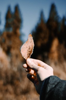 A person holds in hand the first slight frost leaf in autumn in the morning