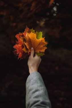 Bir kadın elinde renkli akçaağaç yaprakları tutar..