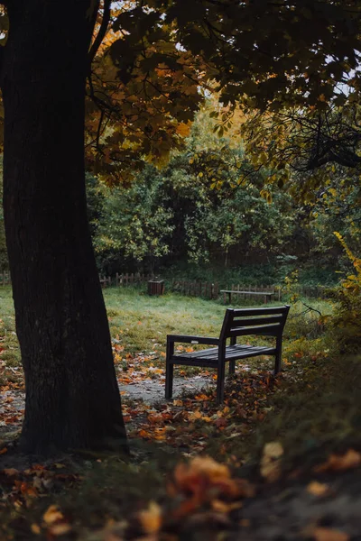 A bench under the big maple tree in a park in the fall season with no people