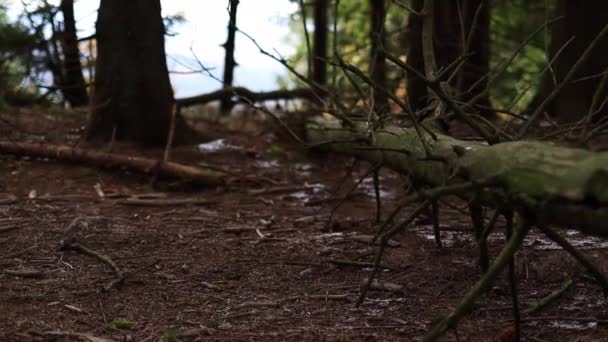 Μια Γυναίκα Μπότες Πεζοπορίας Ξεπερνά Ένα Δέντρο Στο Δάσος Κοντινό — Αρχείο Βίντεο
