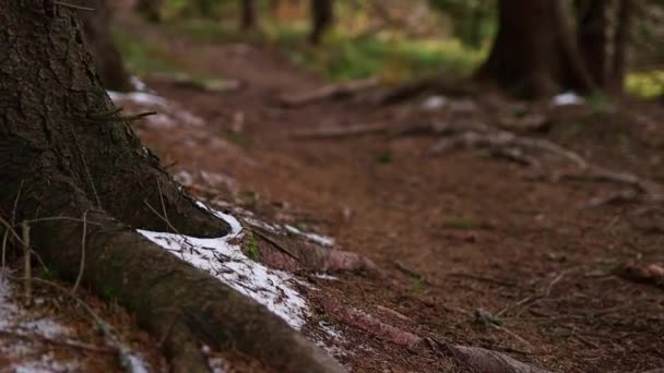 Kvinna Vandringsstövlar Som Går Skogen Närbild Flickans Fötter Vinter Spårare — Stockvideo