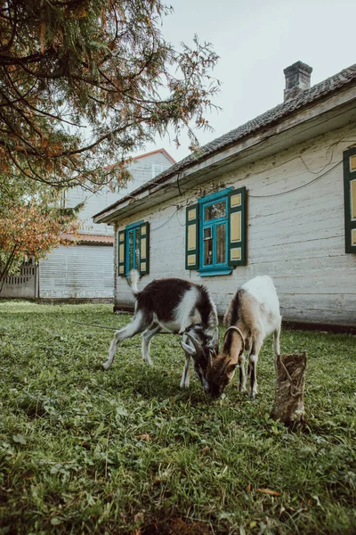Two Little Goats Grazing Old House Village — Stockfoto