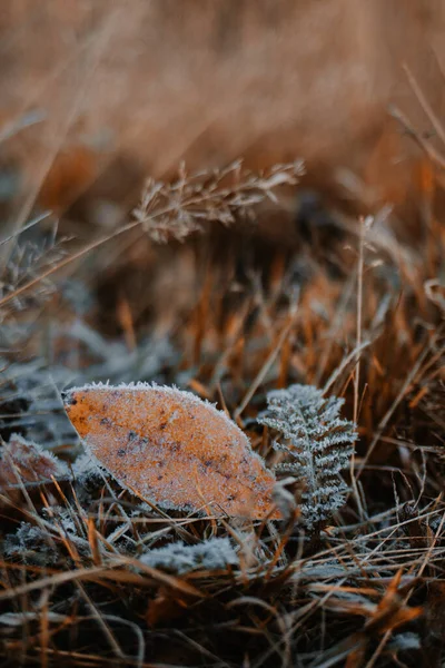 First Slight Frost Autumn Freezing Leaves Ground Morning — Foto Stock