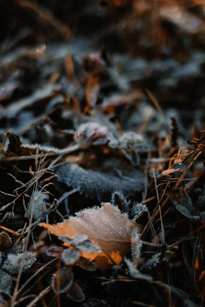 First Slight Frost Autumn Freezing Leaves Ground Morning — Stock Fotó