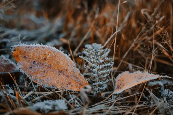 First Slight Frost Autumn Freezing Leaves Ground Morning — Photo