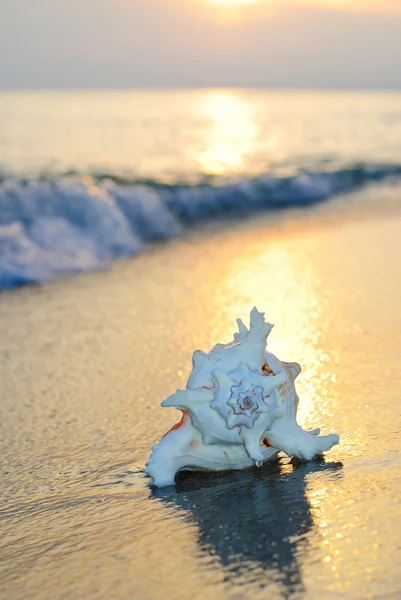 Concha em ondas na praia de areia contra o pôr do sol fundo — Fotografia de Stock