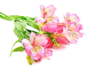 pembe alstroemeria lily izole üzerinde beyaz arka plan Sprey