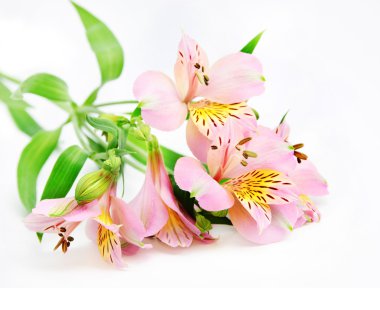 pembe alstroemeria lily izole üzerinde beyaz arka plan Sprey