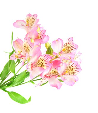 pembe alstroemeria lily izole üzerinde beyaz arka plan Sprey