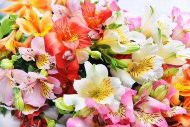 alacalı alstroemeria lily izole üzerinde beyaz sprey