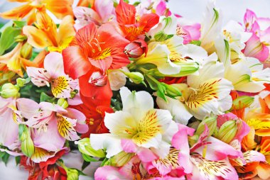 alacalı alstroemeria lily izole üzerinde beyaz sprey