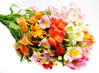 alacalı alstroemeria lily izole üzerinde beyaz sprey