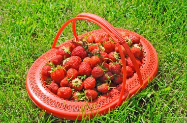 LUG-kutu yeşil çimenlerin üzerinde olgun çilek