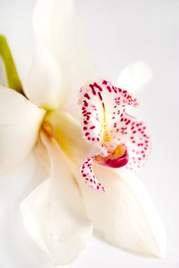 Beyaz arka plan üzerinde izole bir beyaz orkide